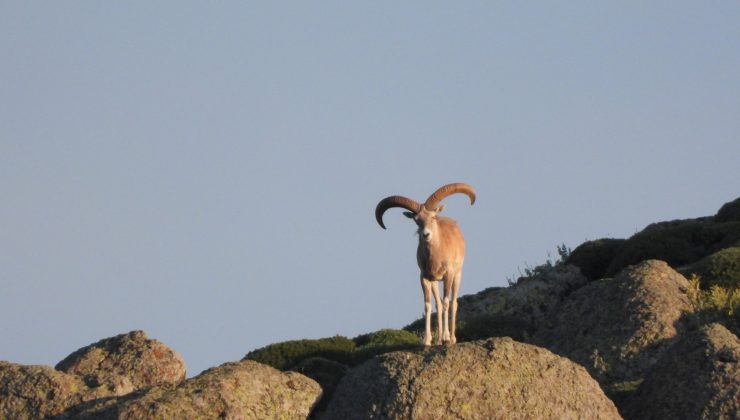 Şırnak’ta yaban hayatı katliamı: Koruma altındaki 36 dağ keçisi için soruşturma çağrısı