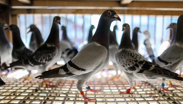 Bu da oldu! Banka vatandaşın borcu için güvercinlerini haczetti