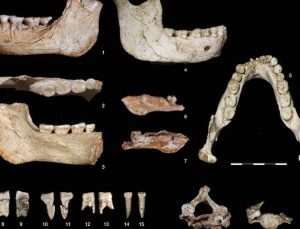 773 Bin Yıllık Fosiller, İnsanlığın Kökenine Dair Ezber Bozuyor