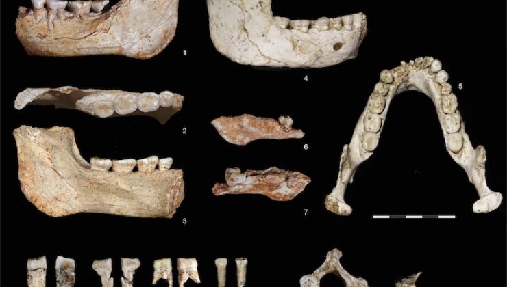 773 Bin Yıllık Fosiller, İnsanlığın Kökenine Dair Ezber Bozuyor