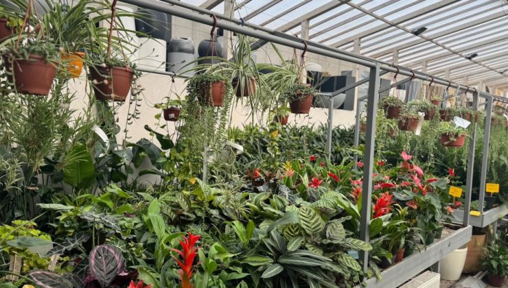 ‘B-Reçete’ uygulaması başlıyor! Bitkiye ilaç artık reçeteyle alınacak