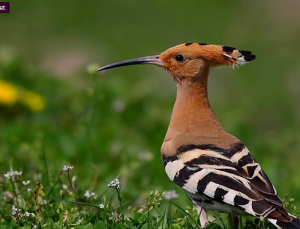 Pepuk Kuşu Efsanesi
