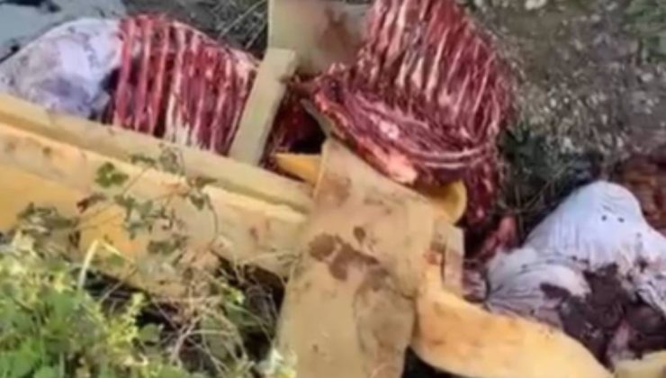 Sakarya’da At Kemikleri Skandalı: Fotokapanla Tespit Edildiler