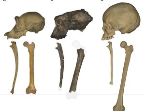 İki Ayaklılığın Kökeni Yeniden Yazılıyor: 7 Milyon Yıllık Fosilden Çarpıcı Bulgular