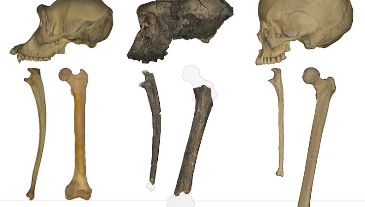 İki Ayaklılığın Kökeni Yeniden Yazılıyor: 7 Milyon Yıllık Fosilden Çarpıcı Bulgular