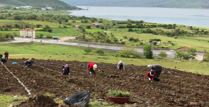 AKP’li Pertek Belediyesi’nin 21,8 milyonluk arsası icralık