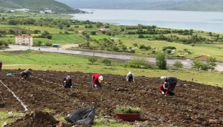 AKP’li Pertek Belediyesi’nin 21,8 milyonluk arsası icralık