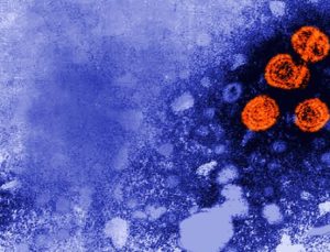 Bilim insanları, bakteri avcısı yapay virüs üretti