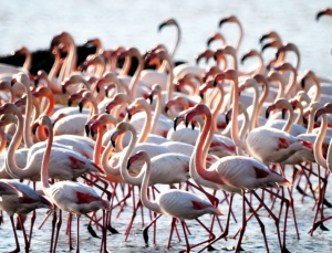 Bodrum ve Muğla’nın milli parkları betona açılıyor …