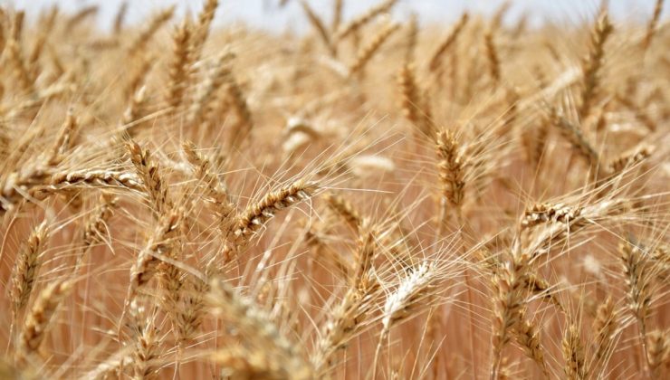 Tarımda üreticinin enflasyonu yine arttı