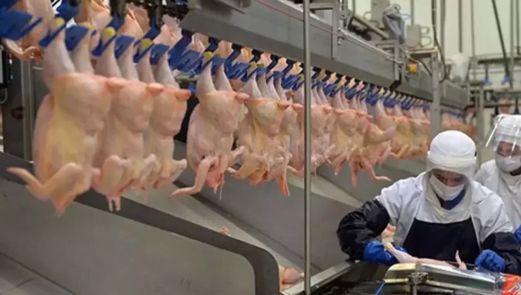 Tavuk Fiyatlarına Zam Sonrası Bakanlıktan İhracat Durdurma Kararı