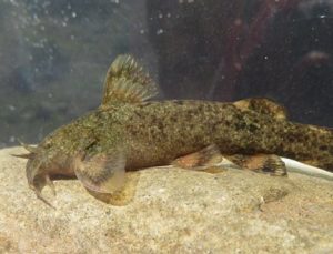 Türkiye’de tatlı su balıkları tehlike altında