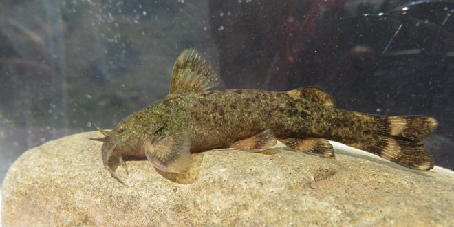 Türkiye’de tatlı su balıkları tehlike altında